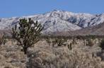 Vegetação que aguenta os rigores do frio e do deserto em Mojave, na Califórnia, nos Estados Unidos